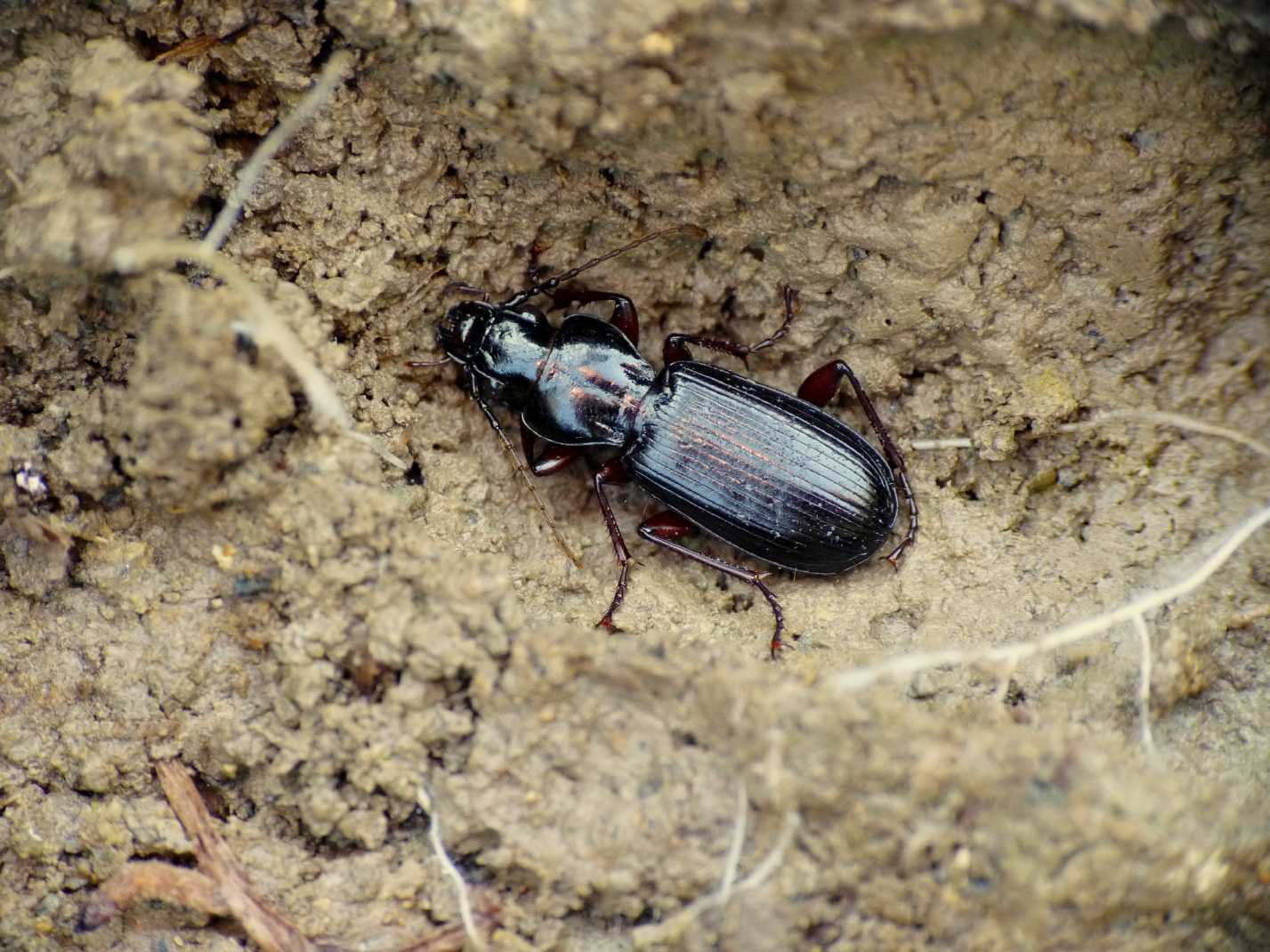 Carterus rotundicollis e Pterostichus macer.