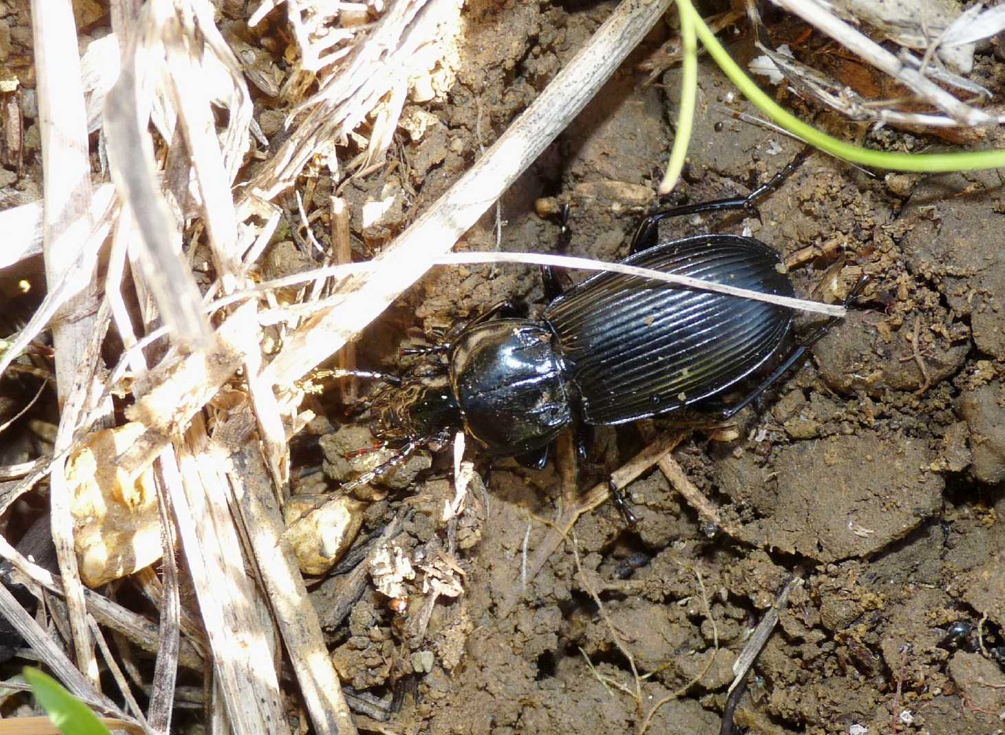 Pterostichus melas