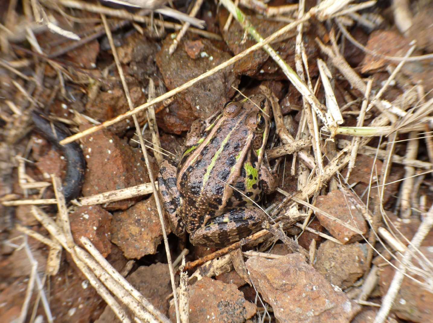 Rana sotto una pietra - Pelophylax sp. (Roma)