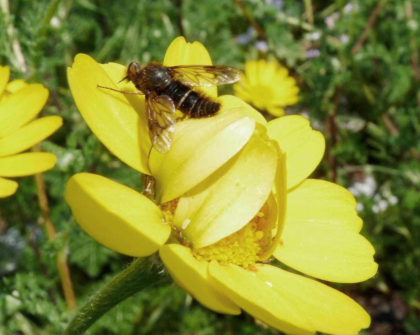 Ibisia marginata (Atherecidae)