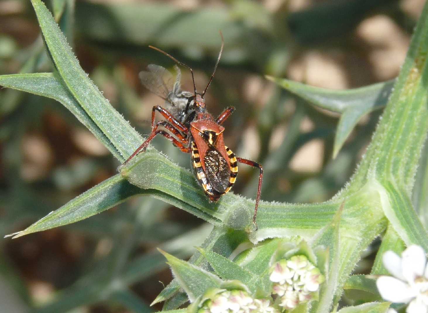 Reduvidae: Rhynocoris erythropus di Livorno