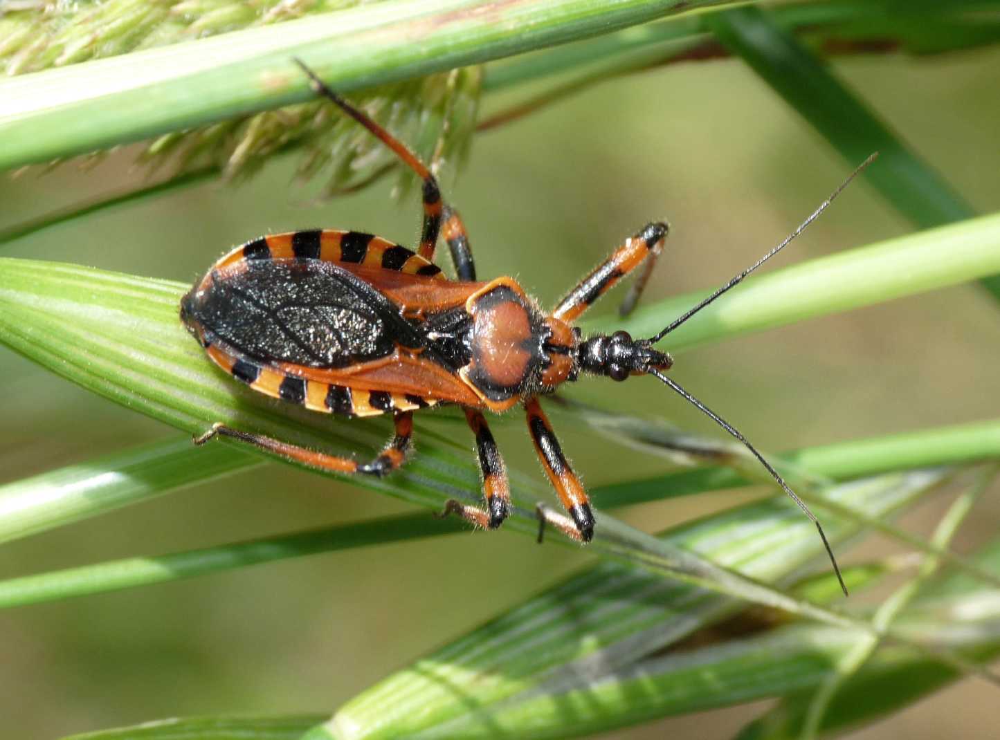 Reduviiodae: Rhynocoris cf. rubricus & R. erytrhropus