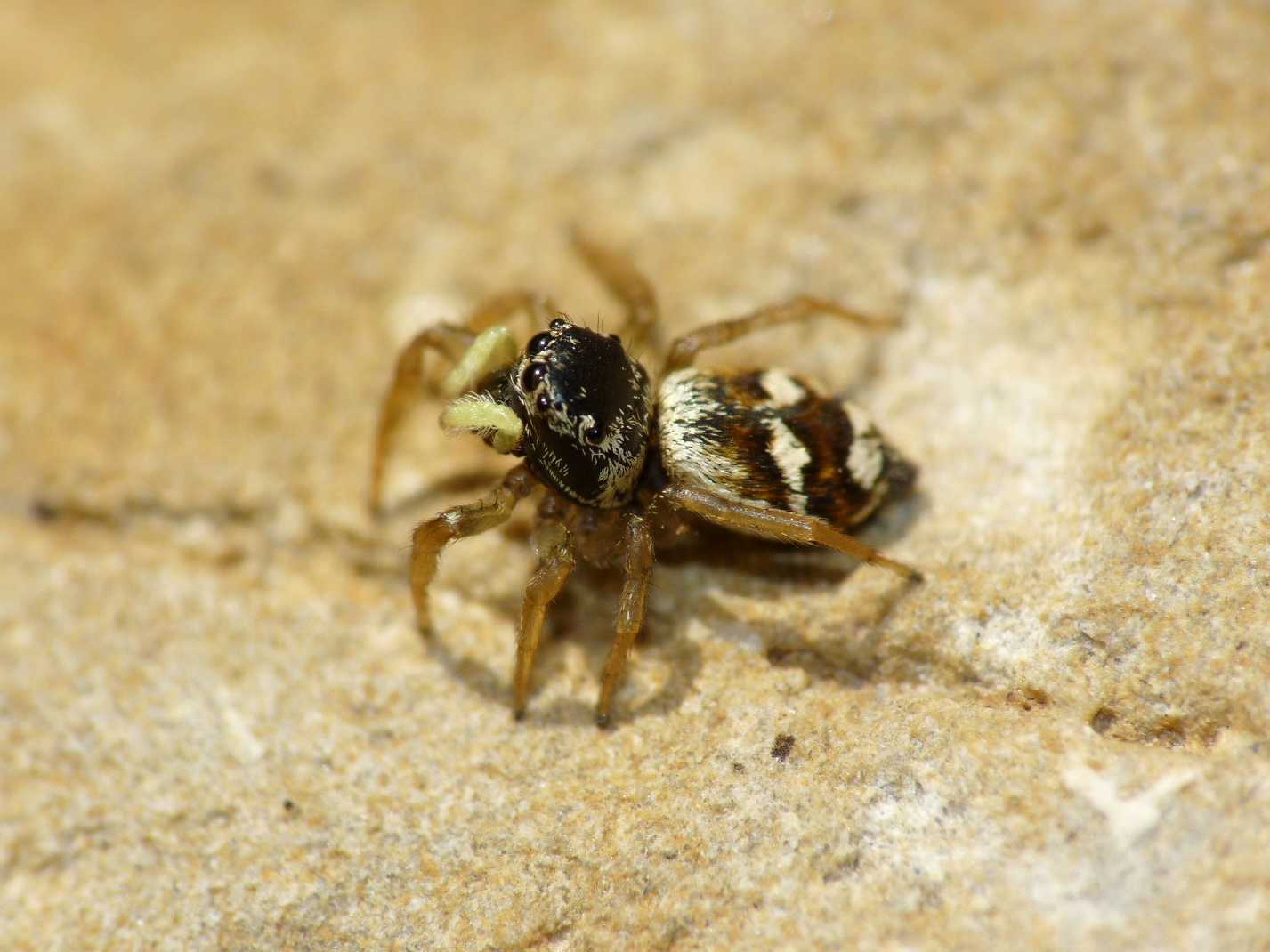 Heliophanus sp.