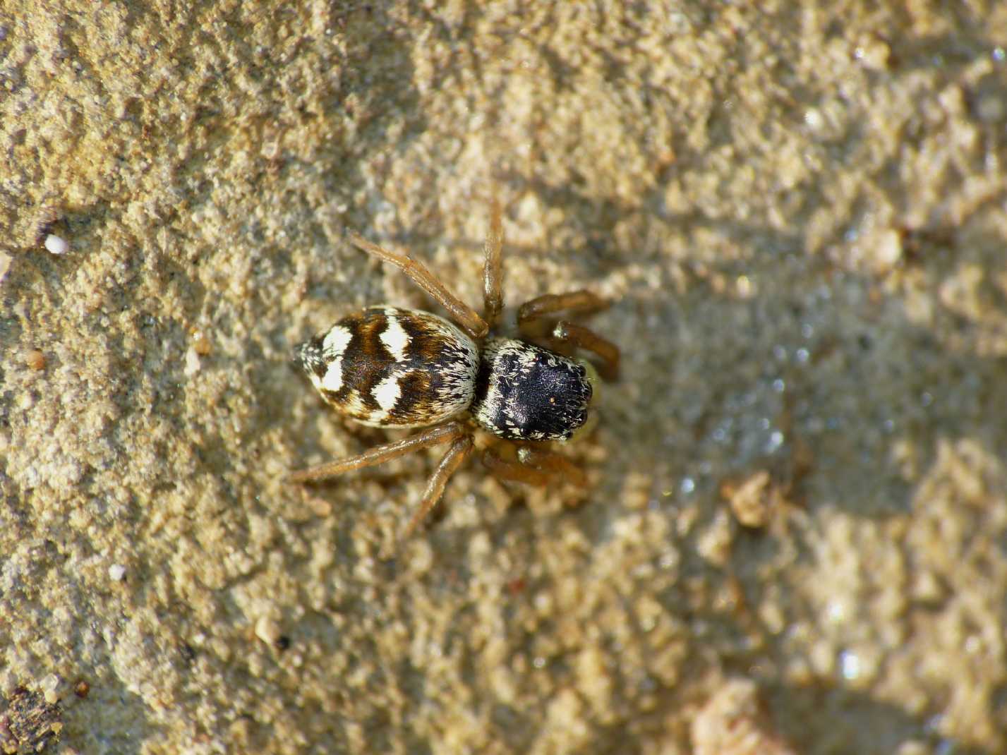 Heliophanus sp.