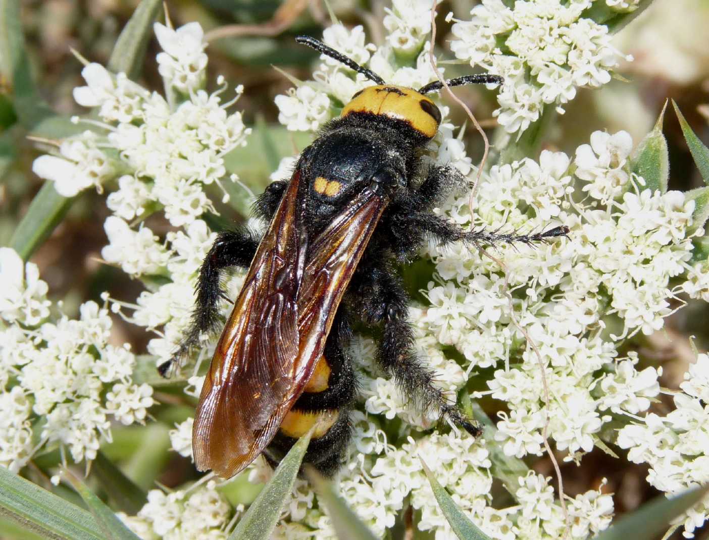 Megascolia maculata flavifrons