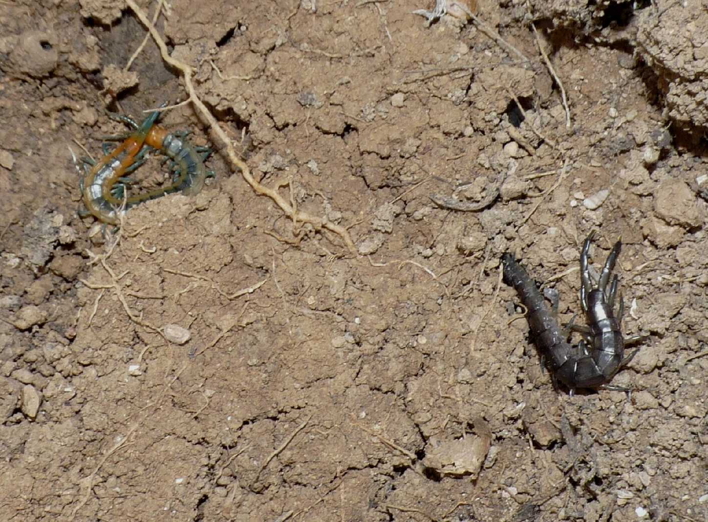 Scolopendra cingulata e S. oraniensis sotto la stessa pietra