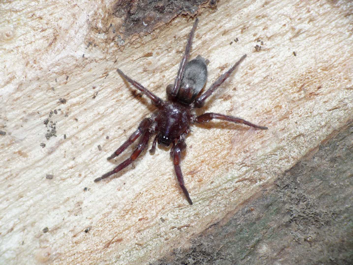 Scotophaeus sp.