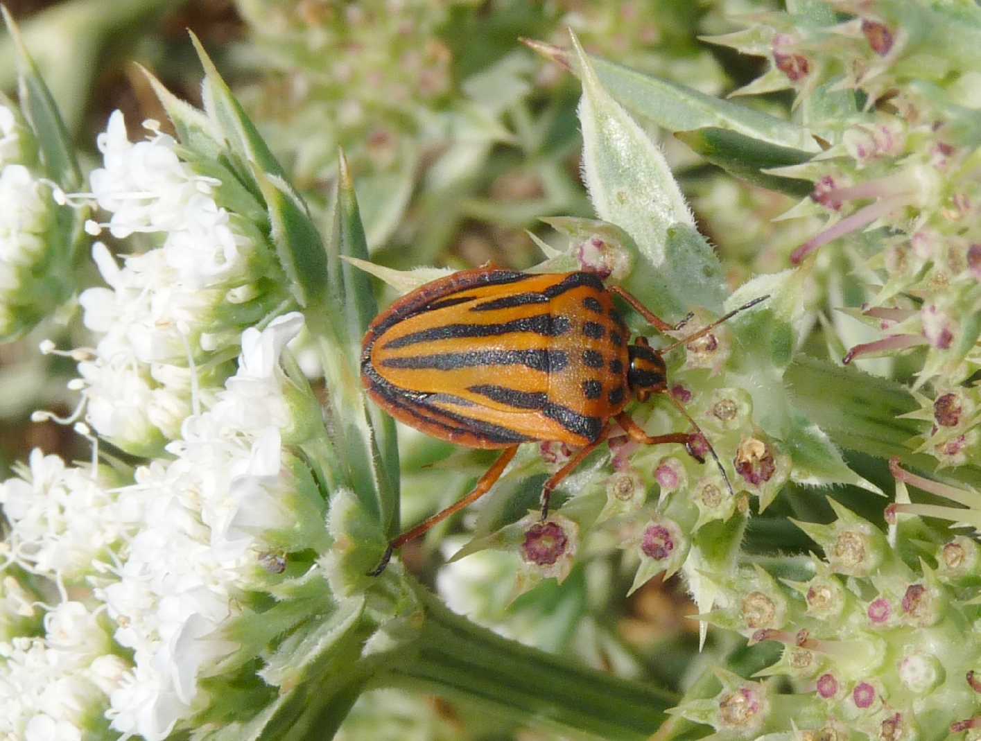 Pentatomidae da Arzachena (OT): Graphosoma lineatum lineatum