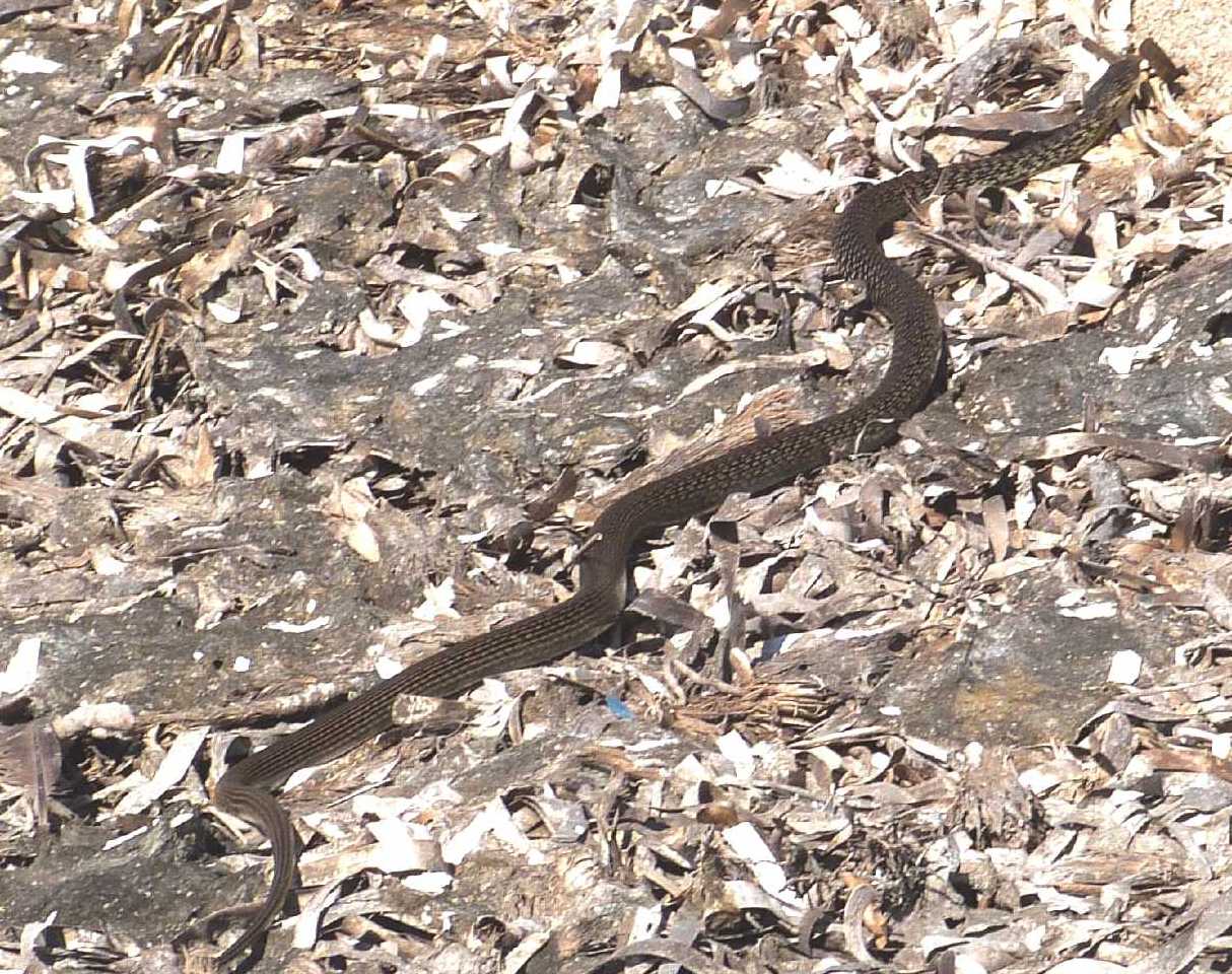 Serpente in spiaggia Hierophis viridiflavus sardo