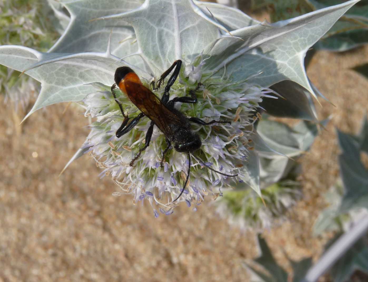 Sphecidae: femmina di Palmodes occitanicus?