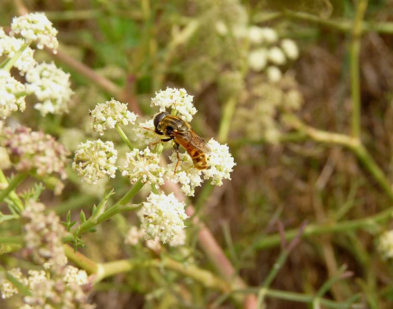 Syrphidae?