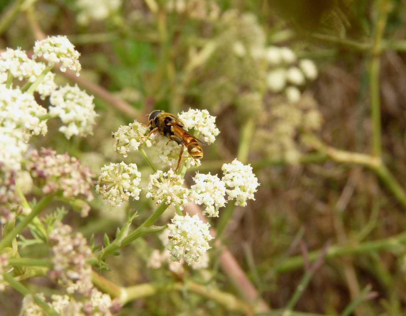 Syrphidae?