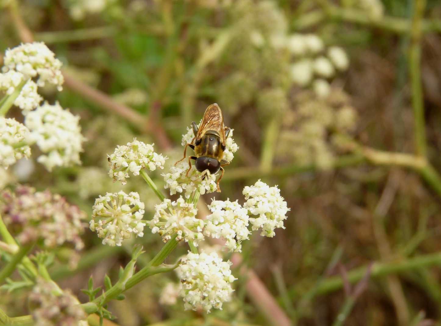 Syrphidae?