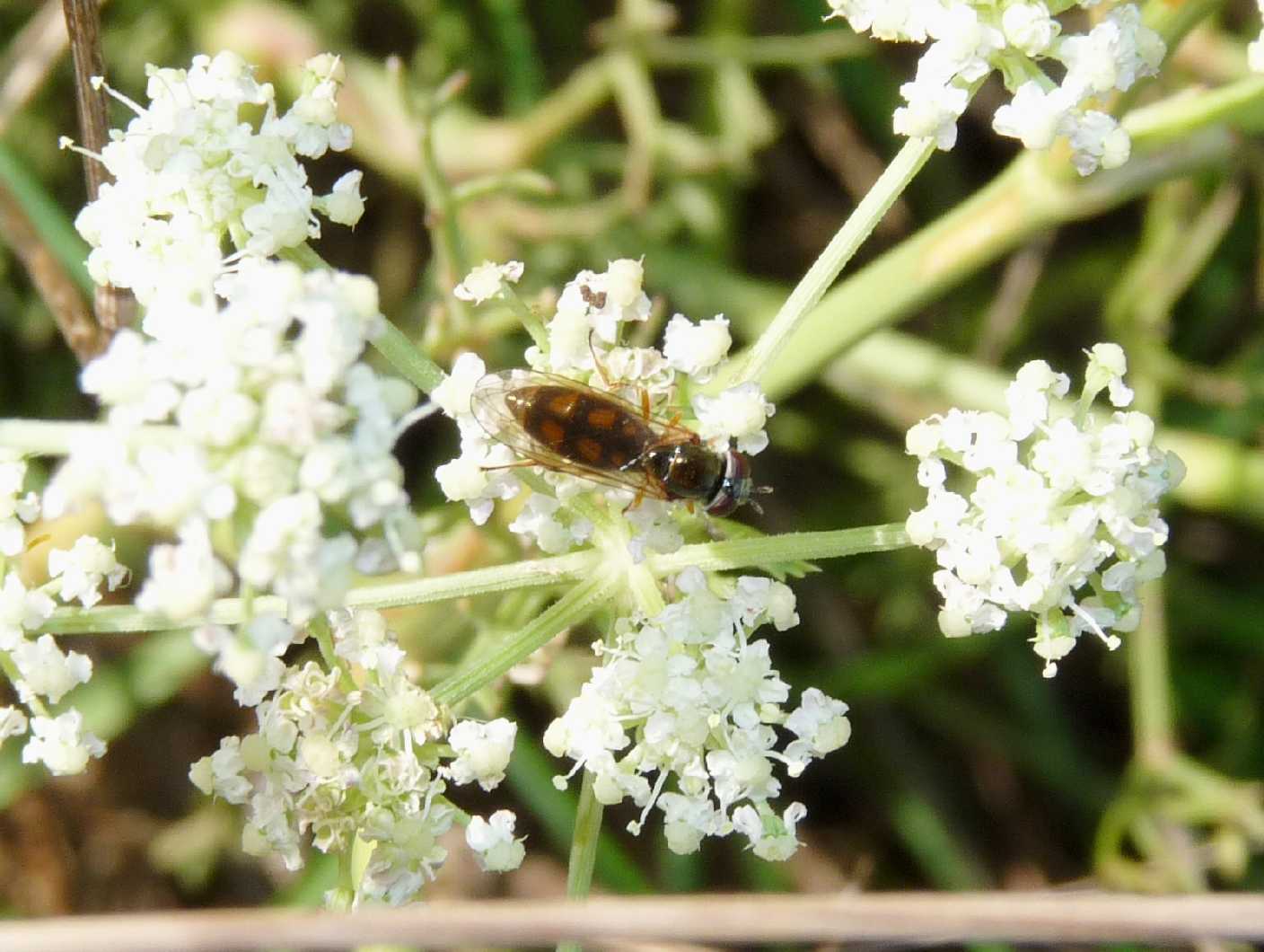 ancora 1 syrphidae