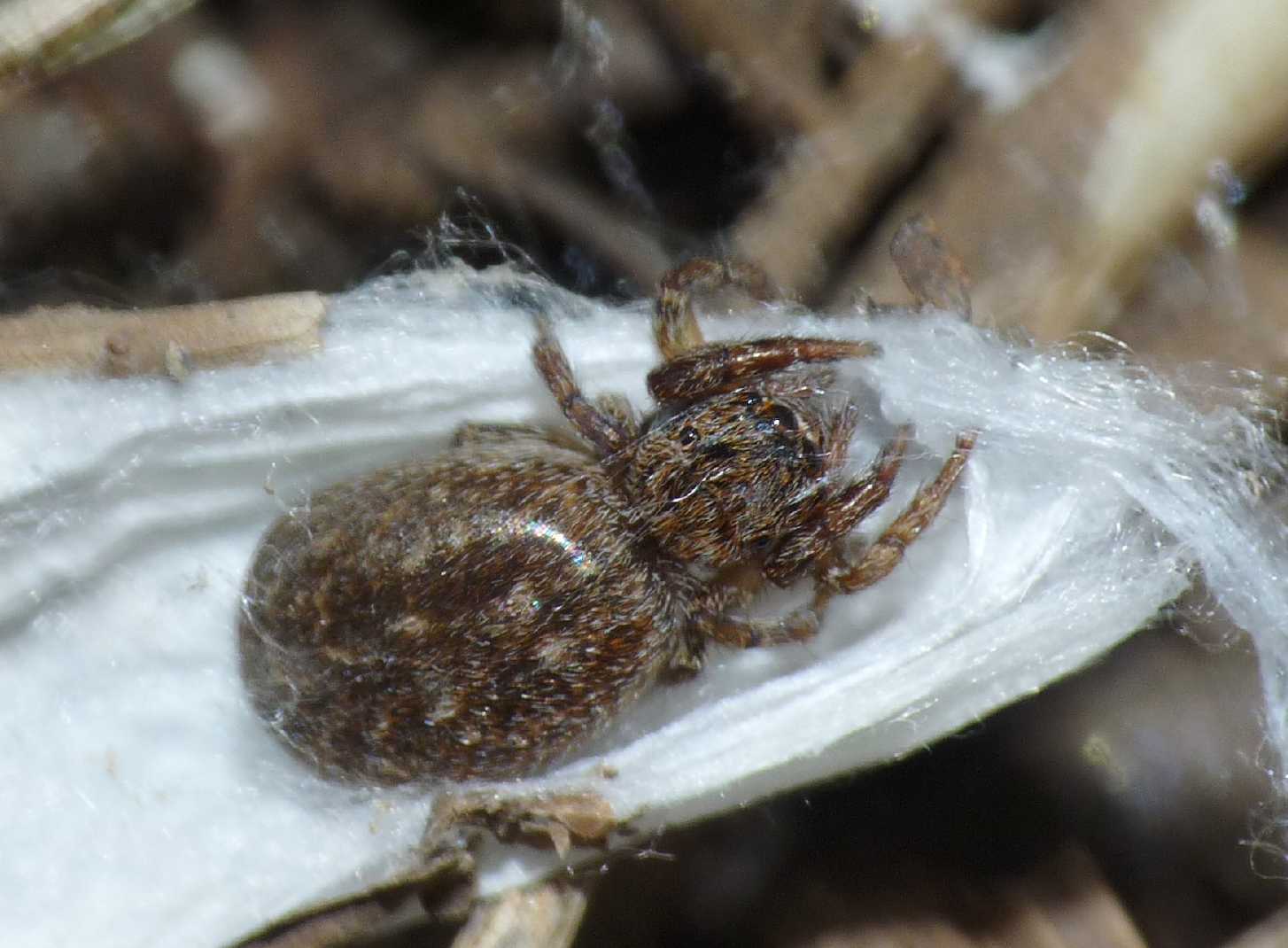 Piccolo Salticidae: Euophris