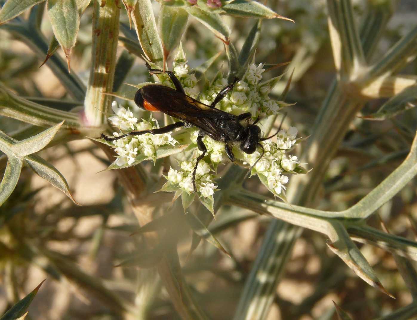 Carrellata di Sphex