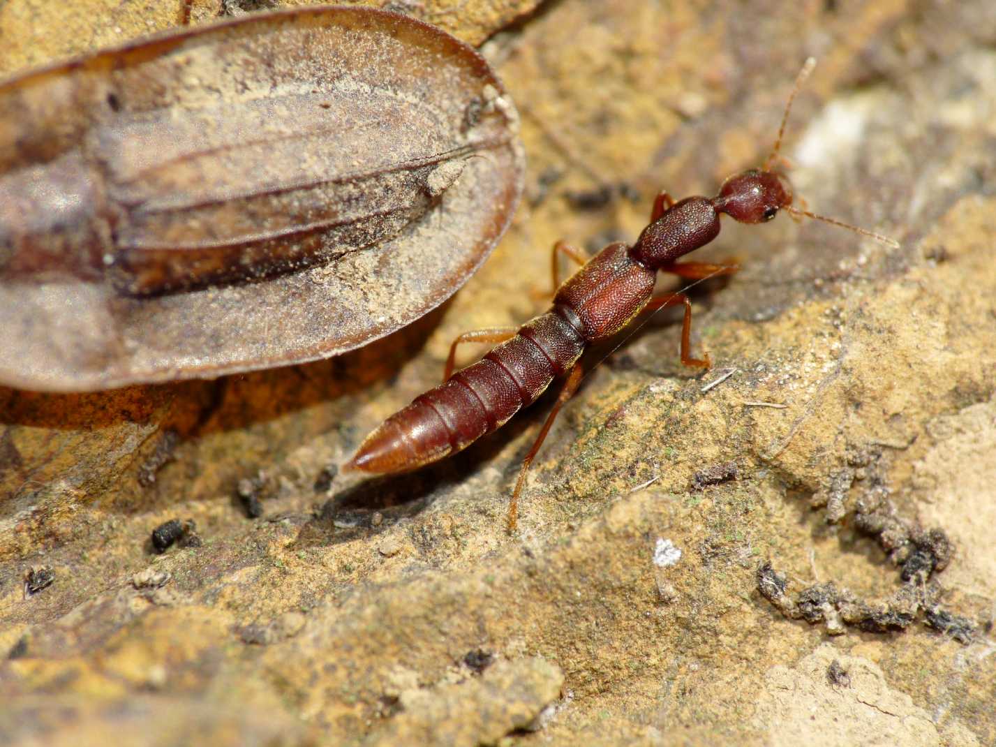 Staphilinidae misterioso: Procirrus lefebvrei