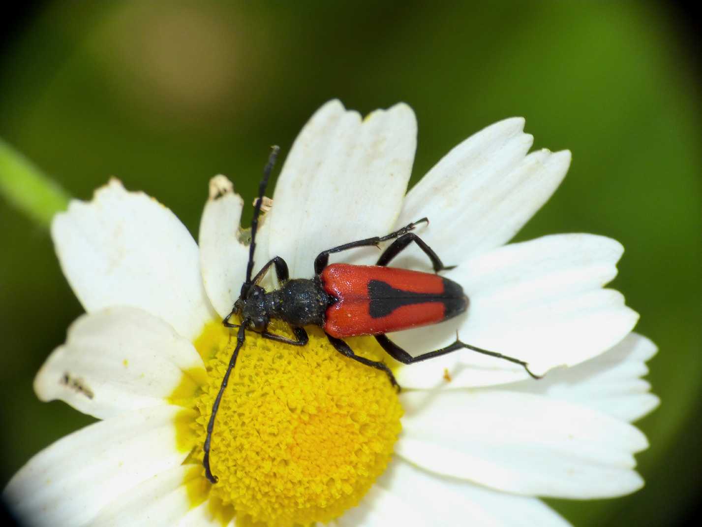 Maschio di Stictoleptura cordigera