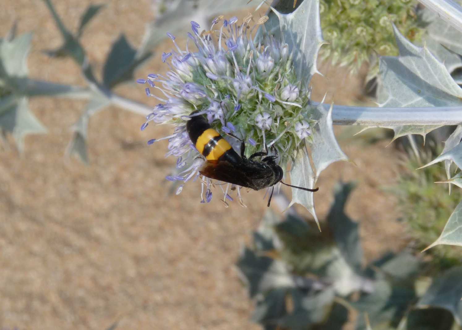 Stizoides tridentatus