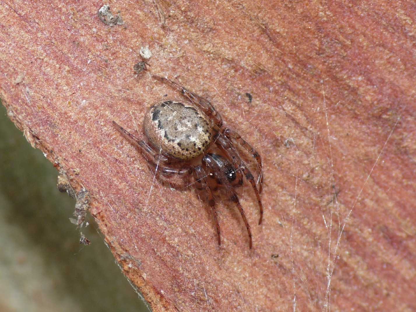 Ragno da identificare (Stroemiellus - Leviellus?)