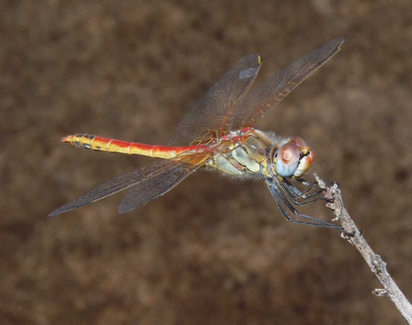 Orthetrum cancellatum vs Sympetrum... depressiusculum ???