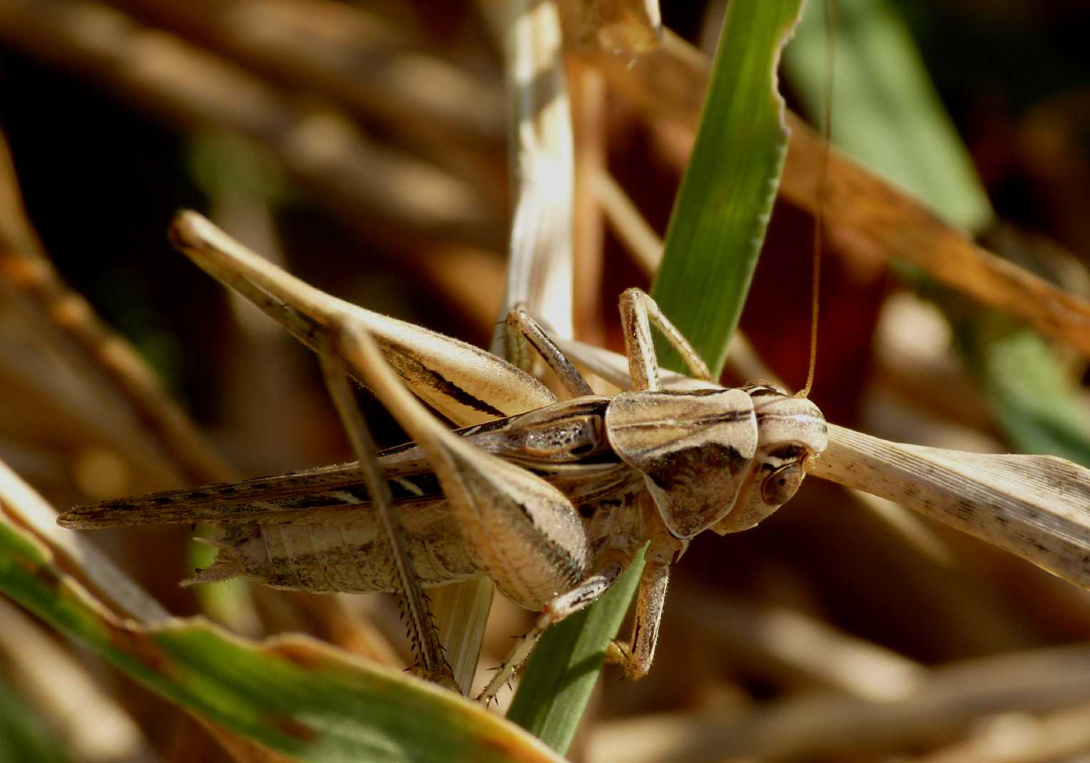 Platycleis (?) minuscola.