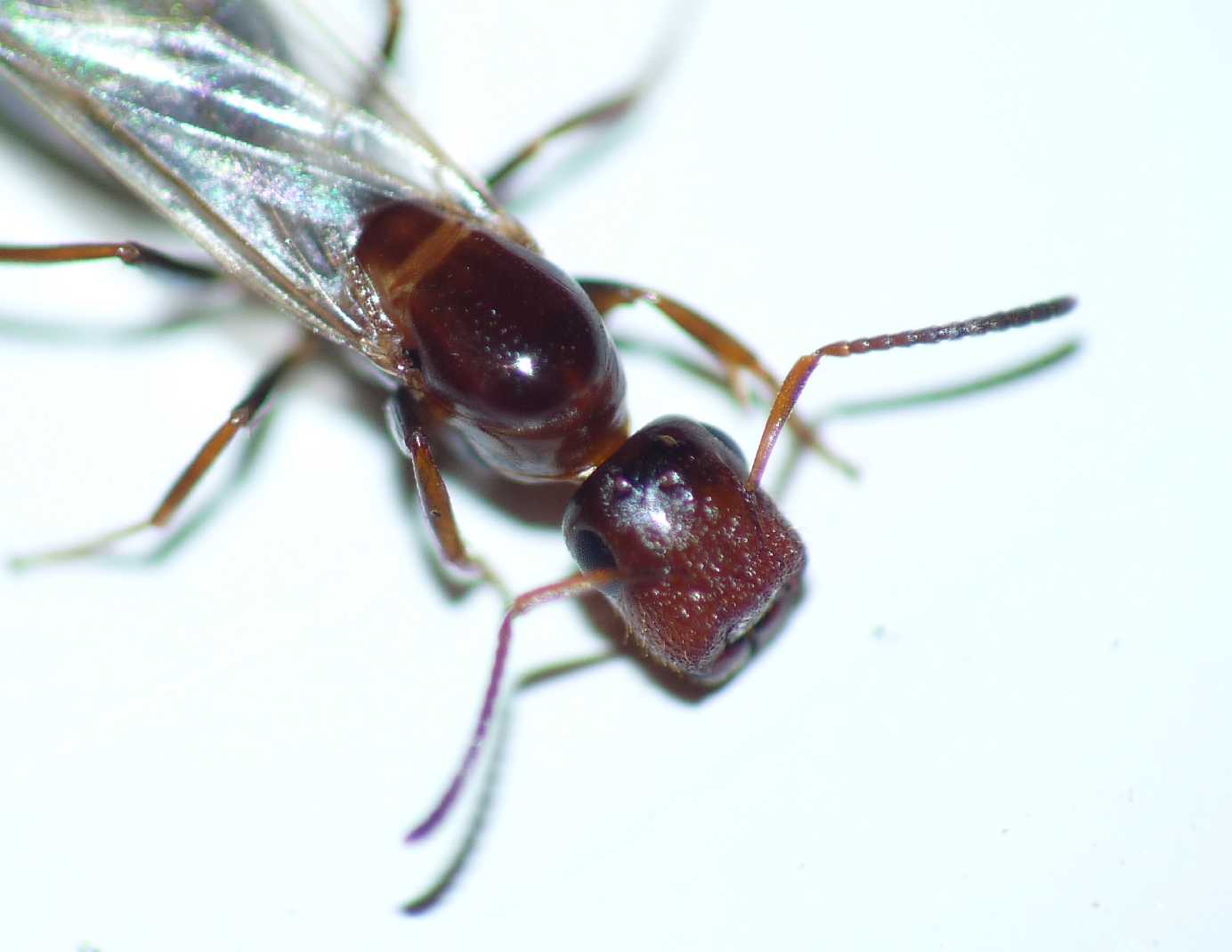 Camponotus truncatus: femmina alata