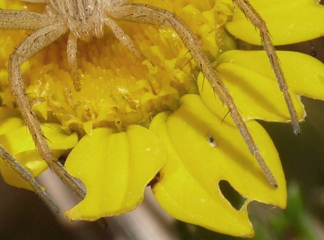 ragno morto (Clubiona sp.) e chiarimenti sulle scopule