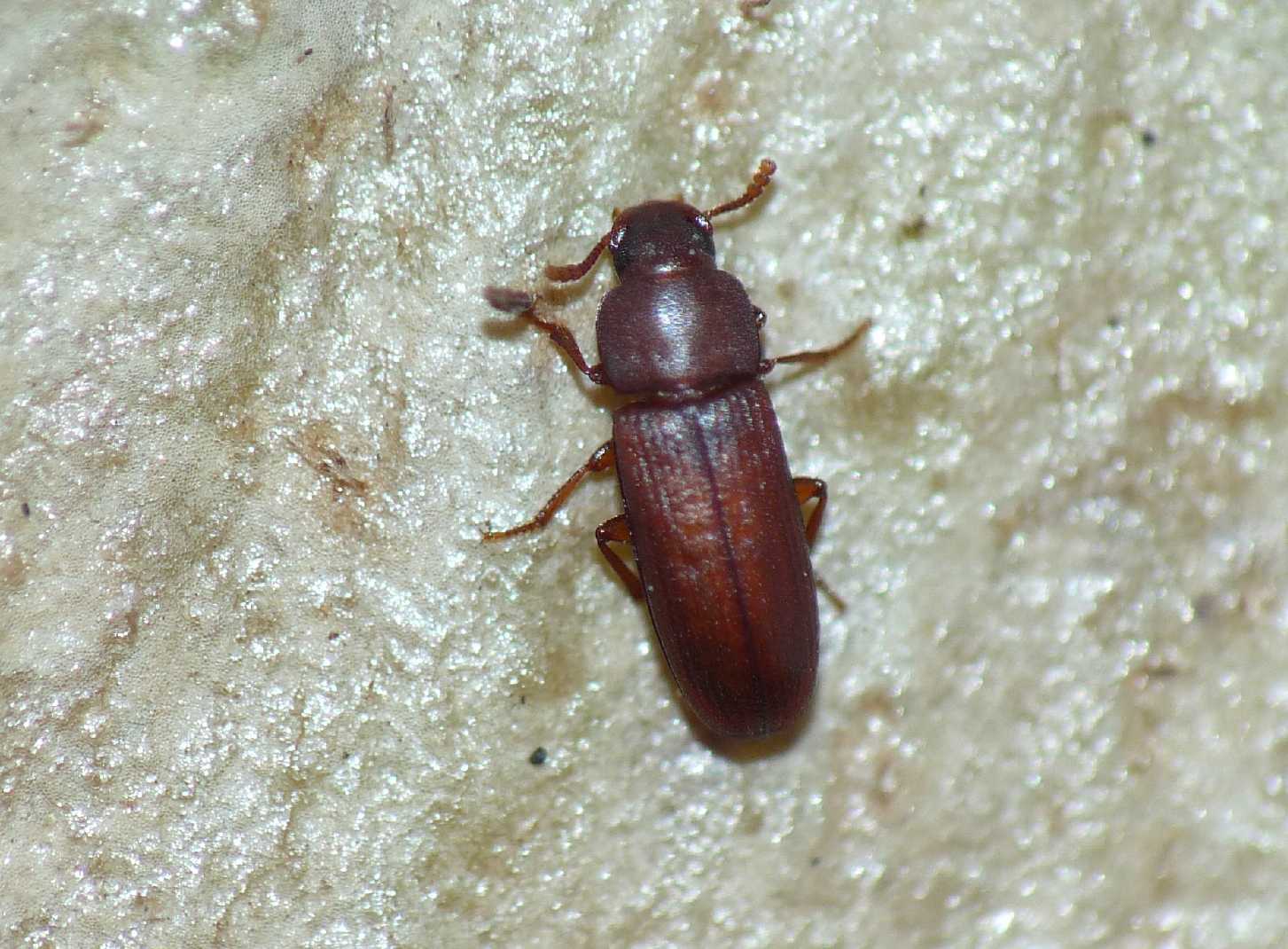 Piccoli Tenebrionidae