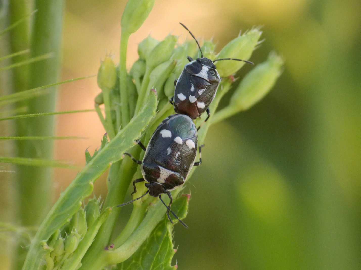 Tritomegas (?) No. Euridema oleracea in accoppiamento