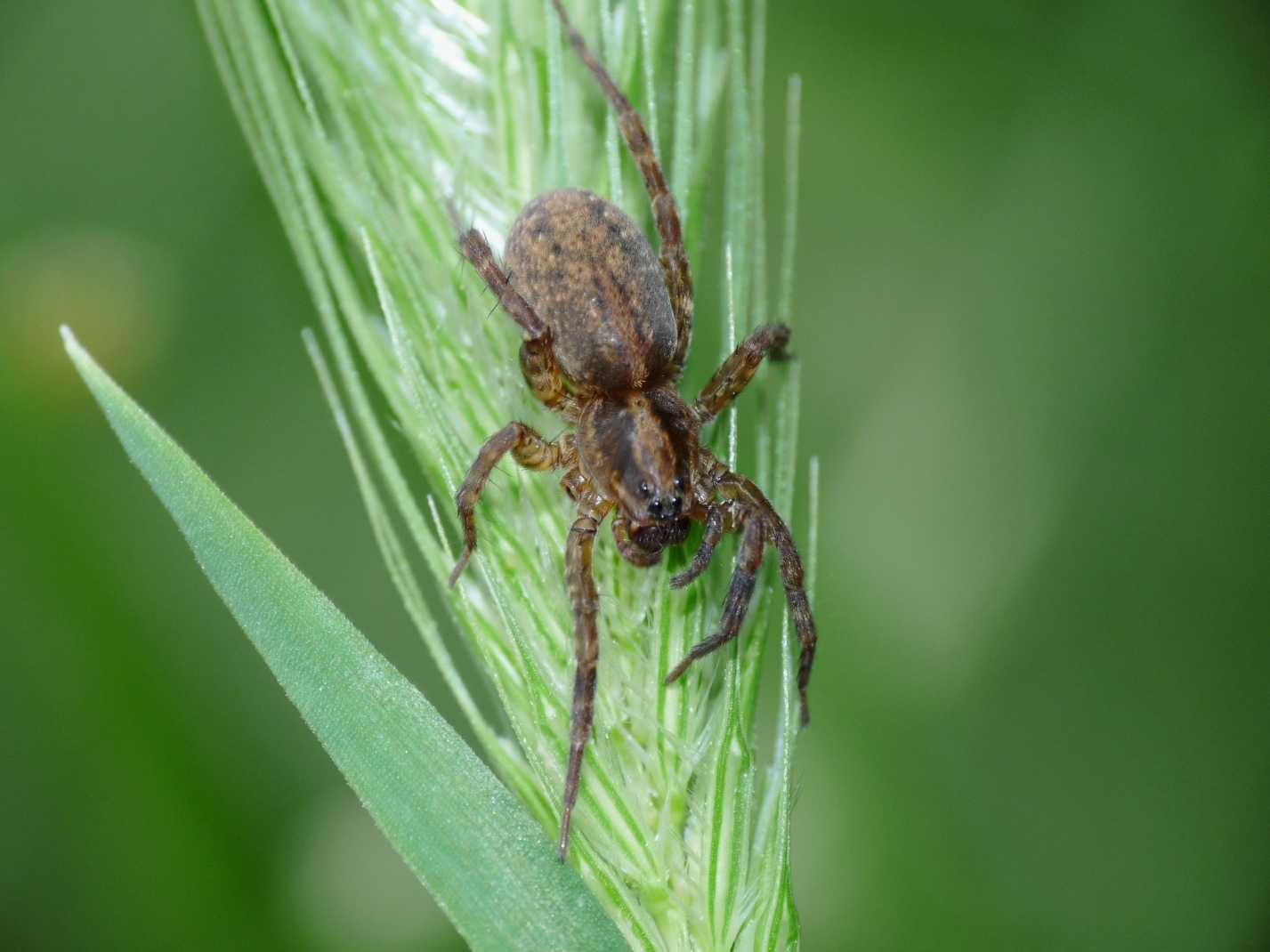 Trochosa sp.