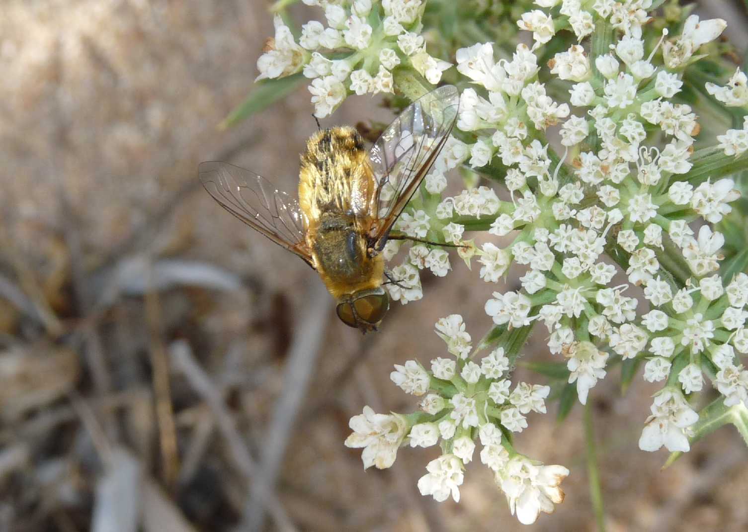 Villa sp. (Bombyliidae)