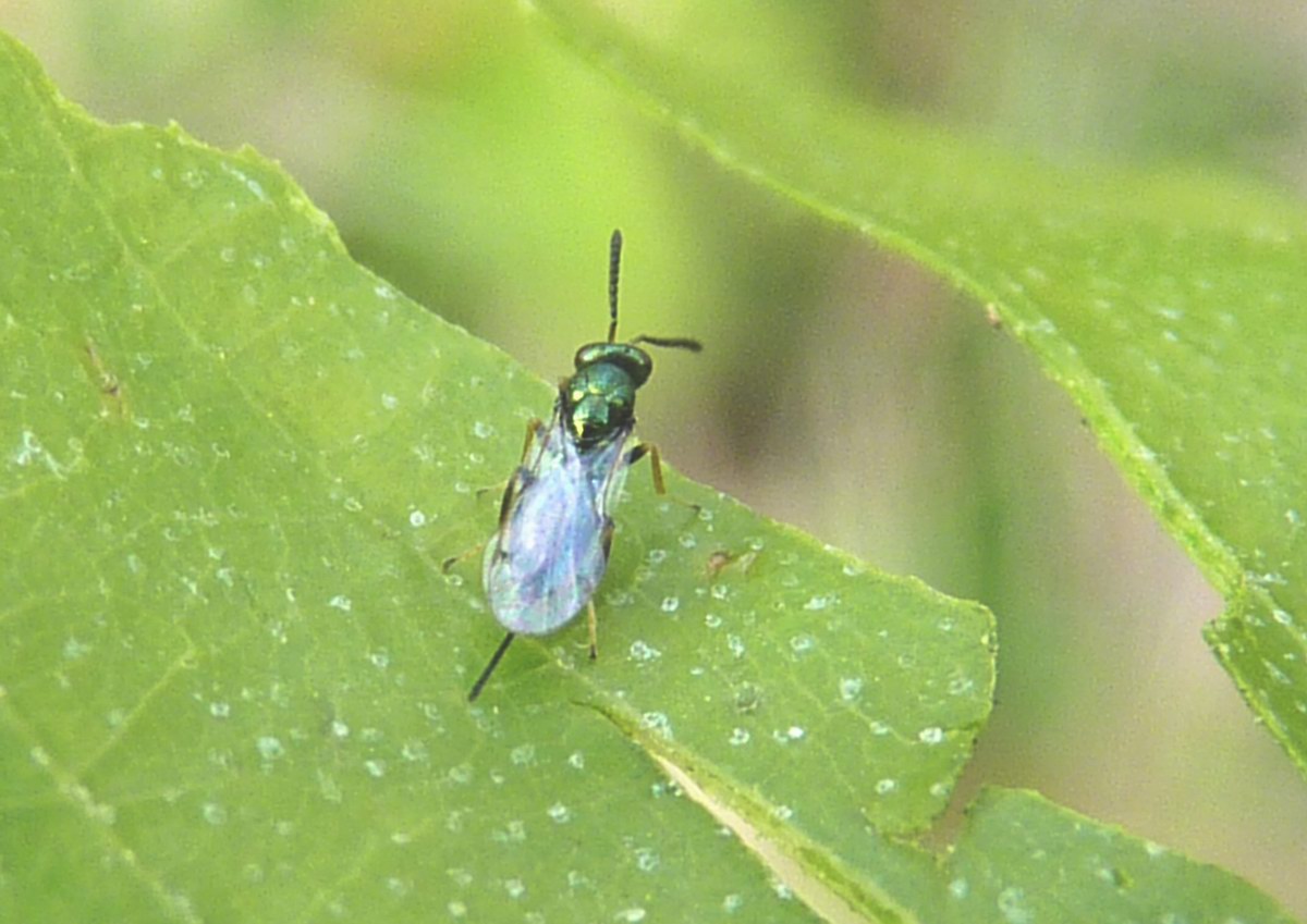 Lanci di Torymus sinensis