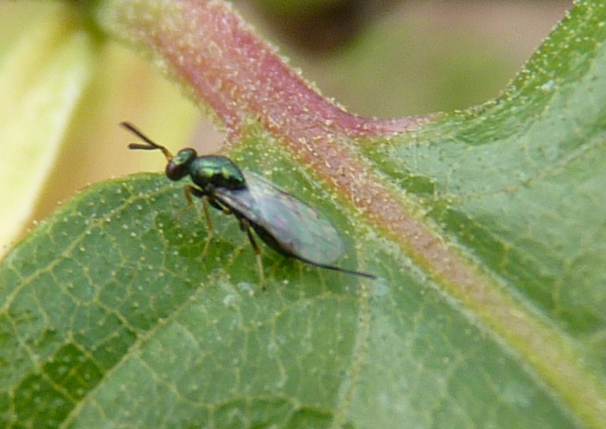 Lanci di Torymus sinensis