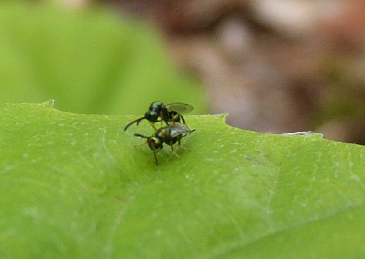 Lanci di Torymus sinensis