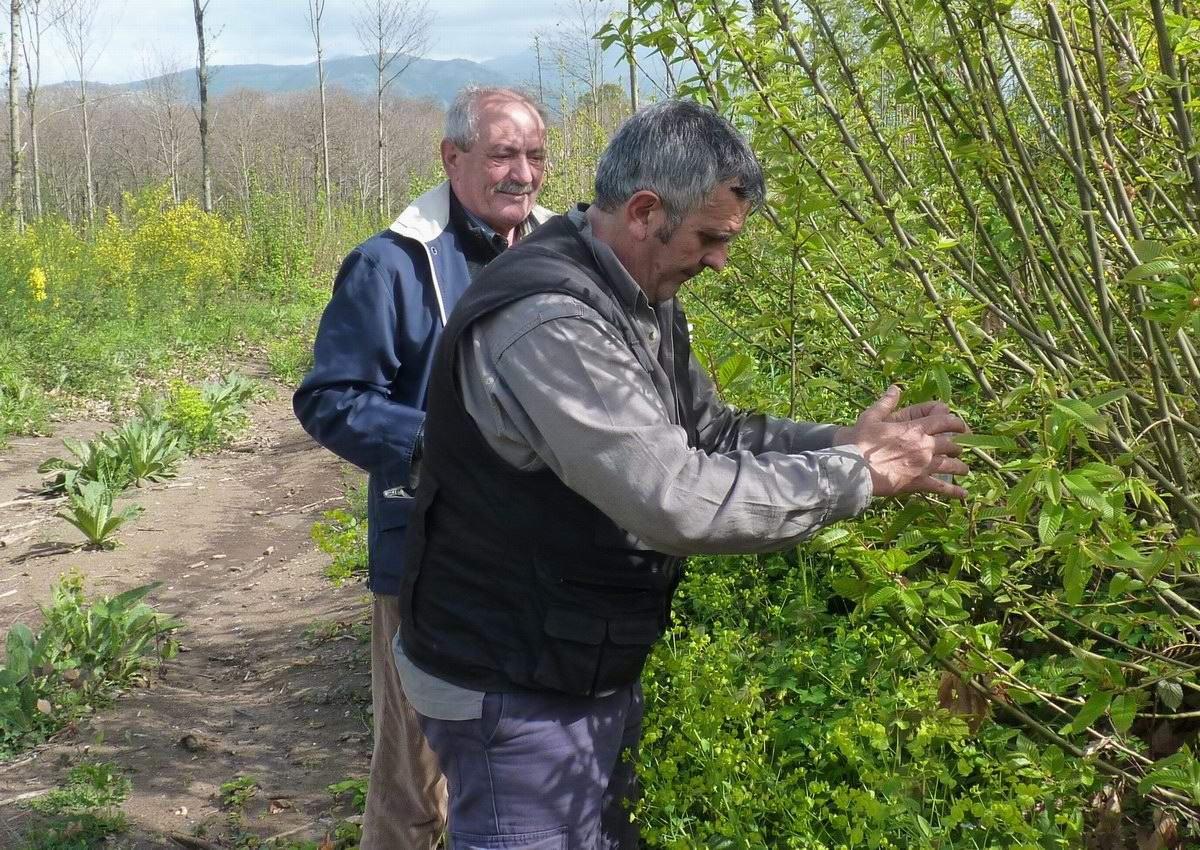 Lanci di Torymus sinensis