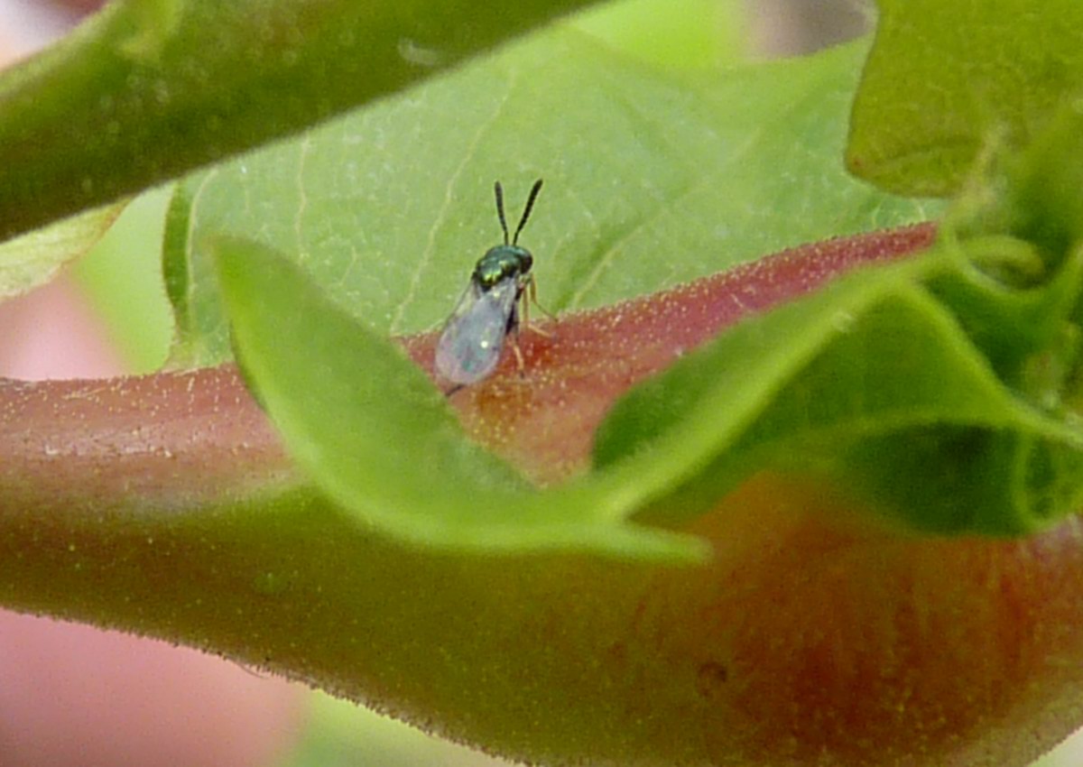 Lanci di Torymus sinensis