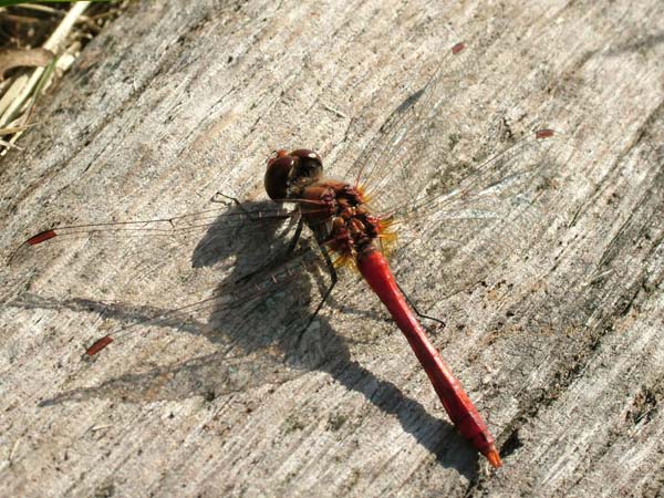 Da identificare: maschio Sympetrum sanguineum