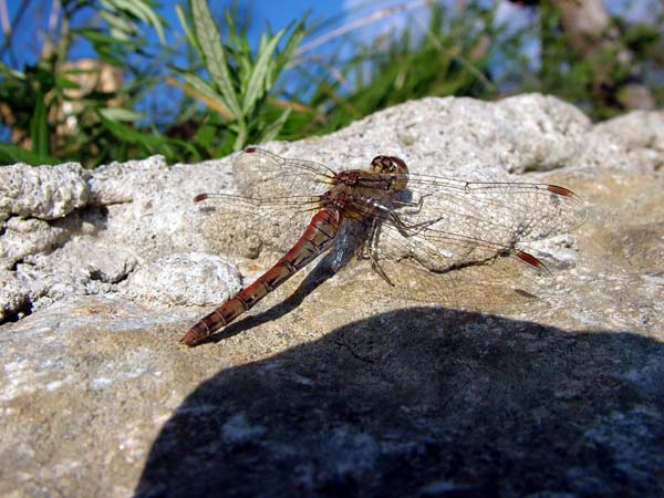 anche questa al Pian di Spagna... Sympetrum prob. vulgatum