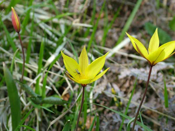 Tulipa australis