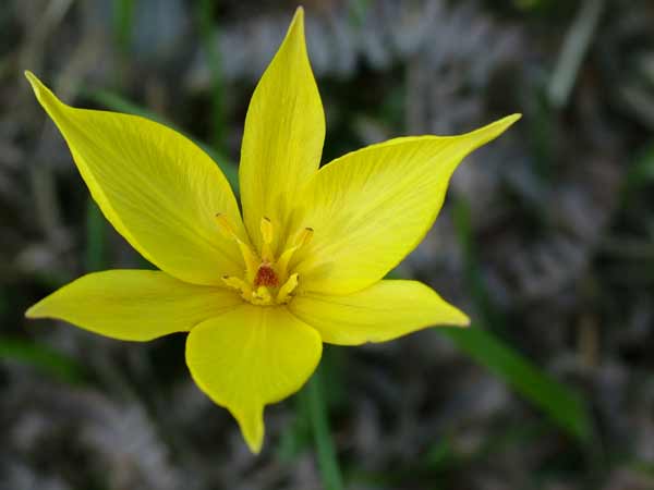 Tulipa australis