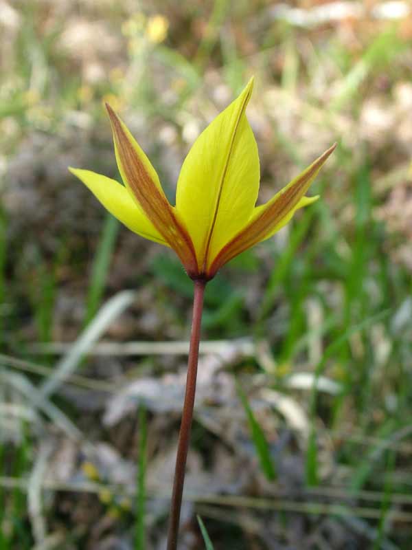 Tulipa australis