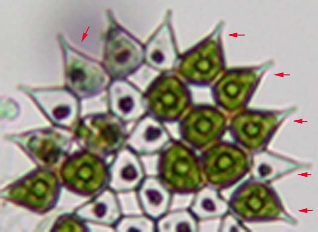 Pediastrum - aberrazione cromatica - forse prove definitive