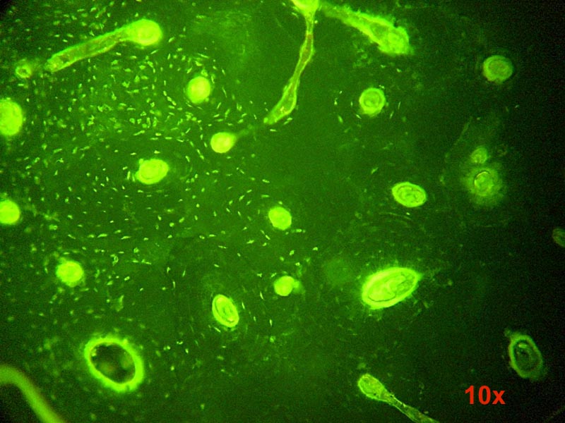 Un osso di mammifero al microscopio