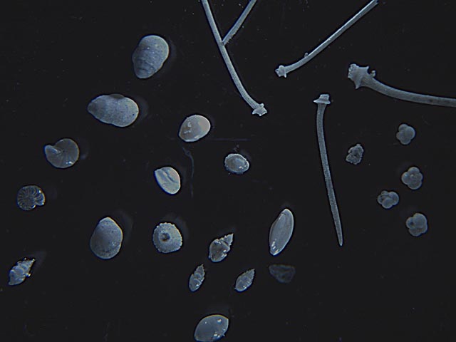 Foraminiferi e micro fossili dalle nostre argille.