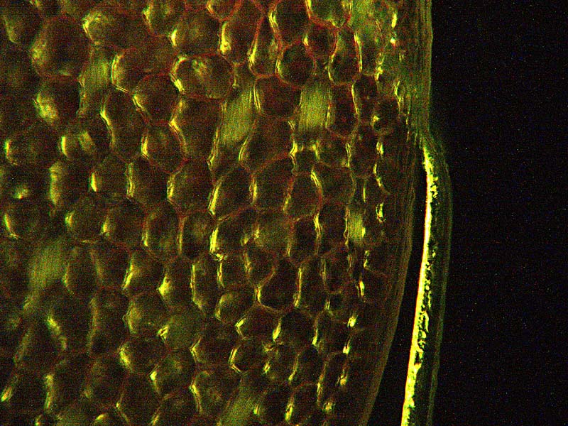 Clorofilla fluorescente