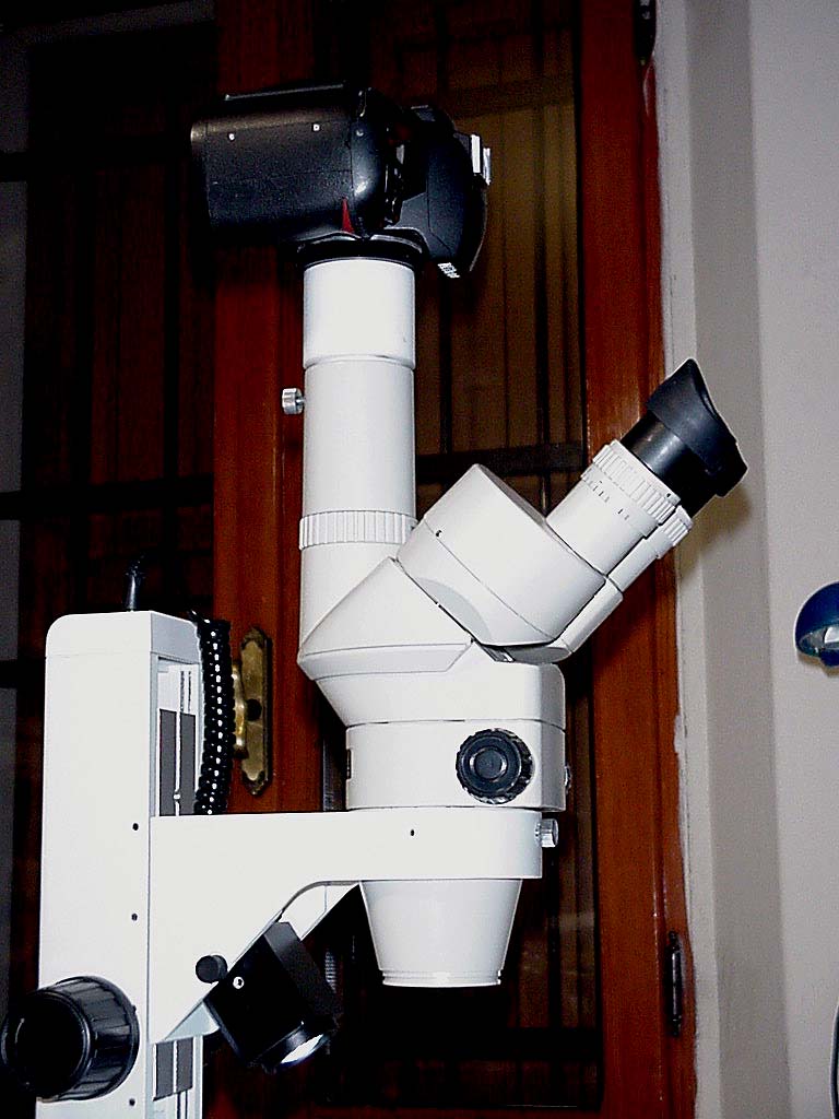 Stereoscopio Nikon SMZ-2T