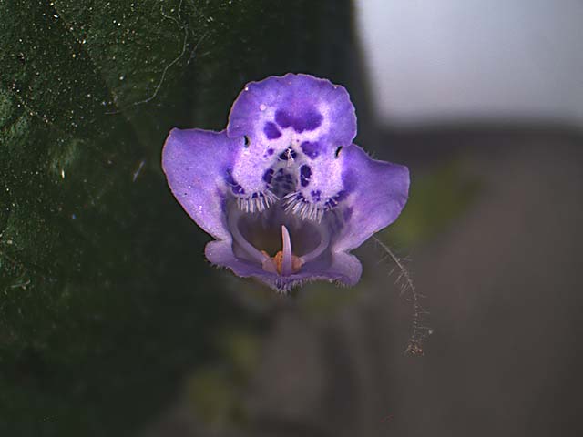 Un micro fiore curioso - Calamintha nepeta