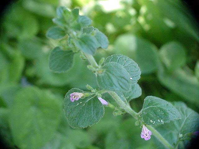 Un micro fiore curioso - Calamintha nepeta