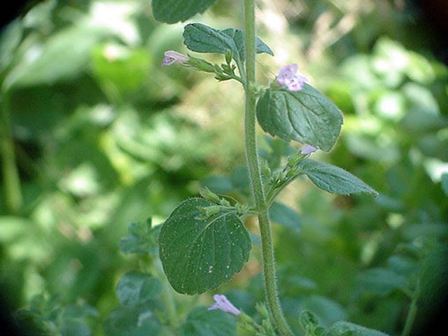 Un micro fiore curioso - Calamintha nepeta